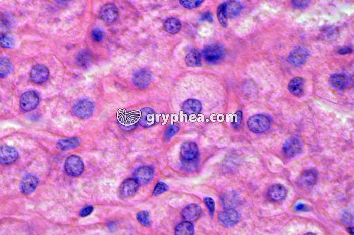 Foie x200 - gryphea.org